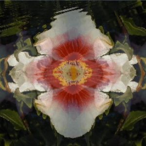 Kaleidoscope Videos by George Martin - Image 2